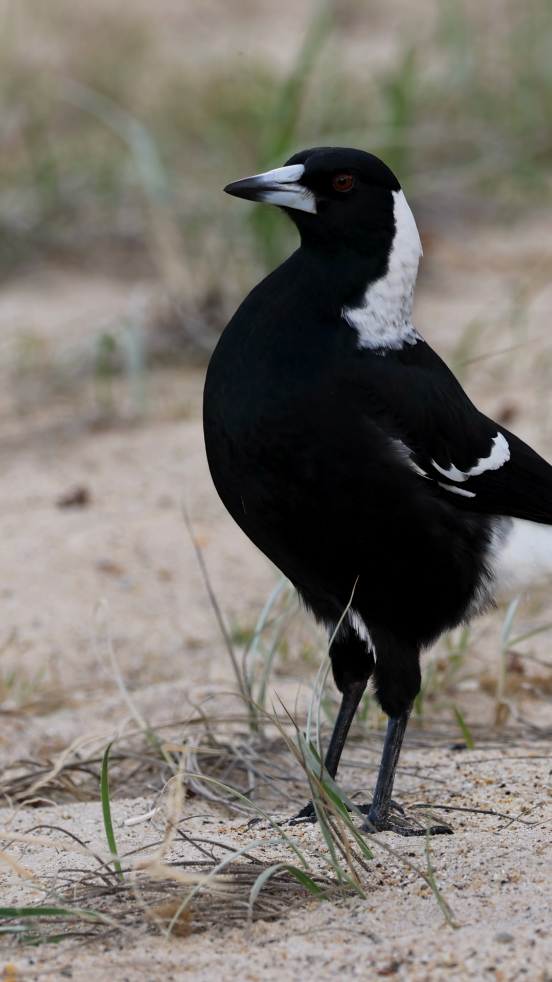 Australian Magpie Walking On Sandy Beach Stock Footage SBV-353096538 ...