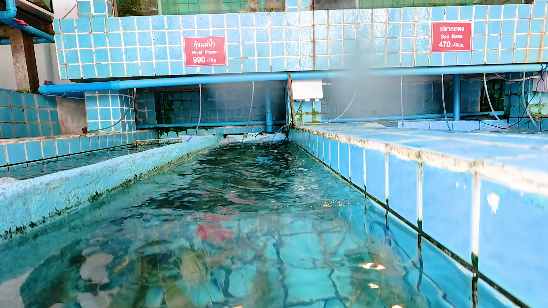 Underwater Prawn Activity In Chonburi Stock Footage SBV-352515894 ...
