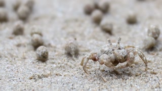 Close-Up of Ghost Crab Navigating Sandy Terrain