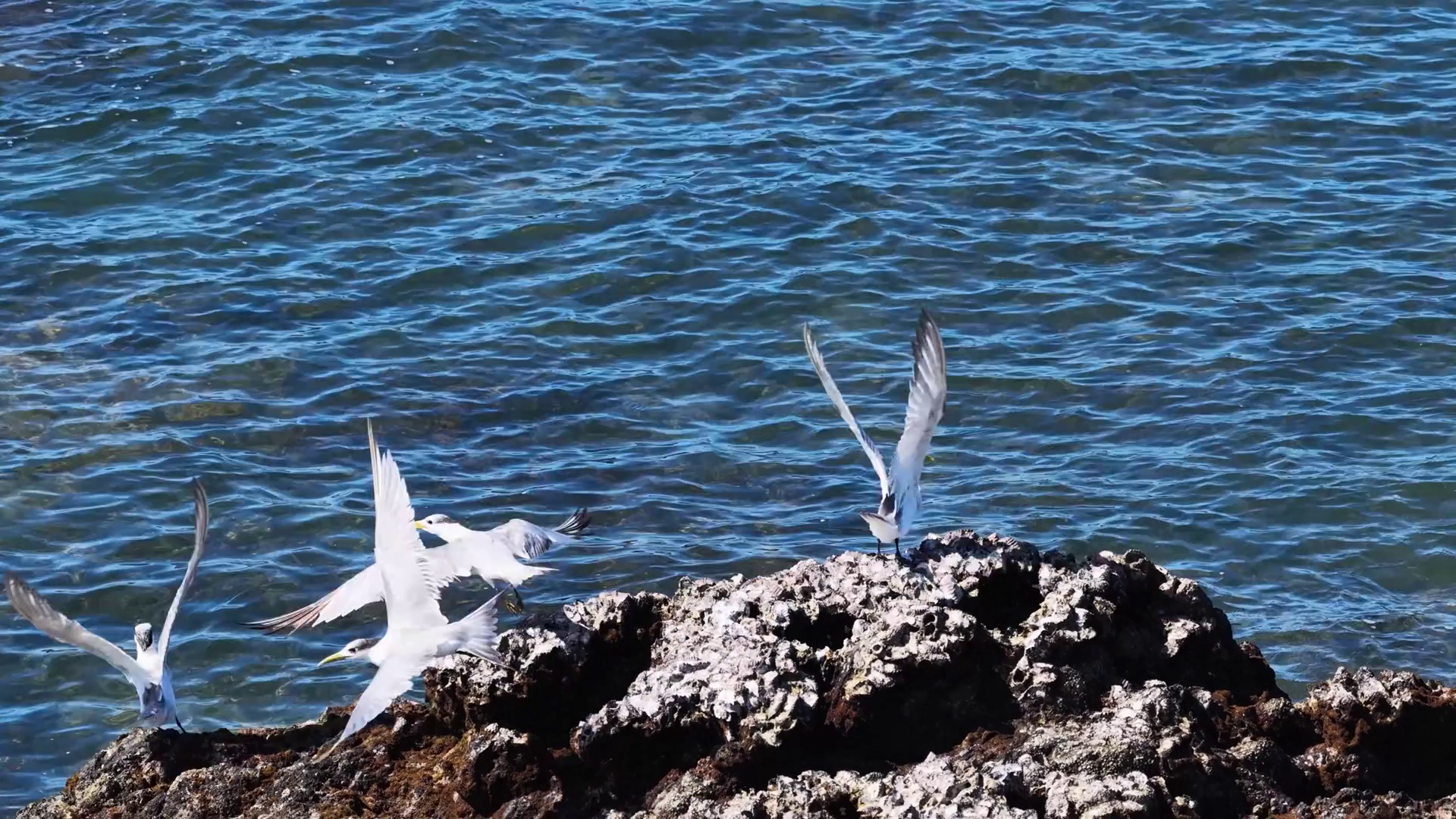 Seabirds In Flight Over Port Douglas Waters Stock Footage SBV-352460660 ...