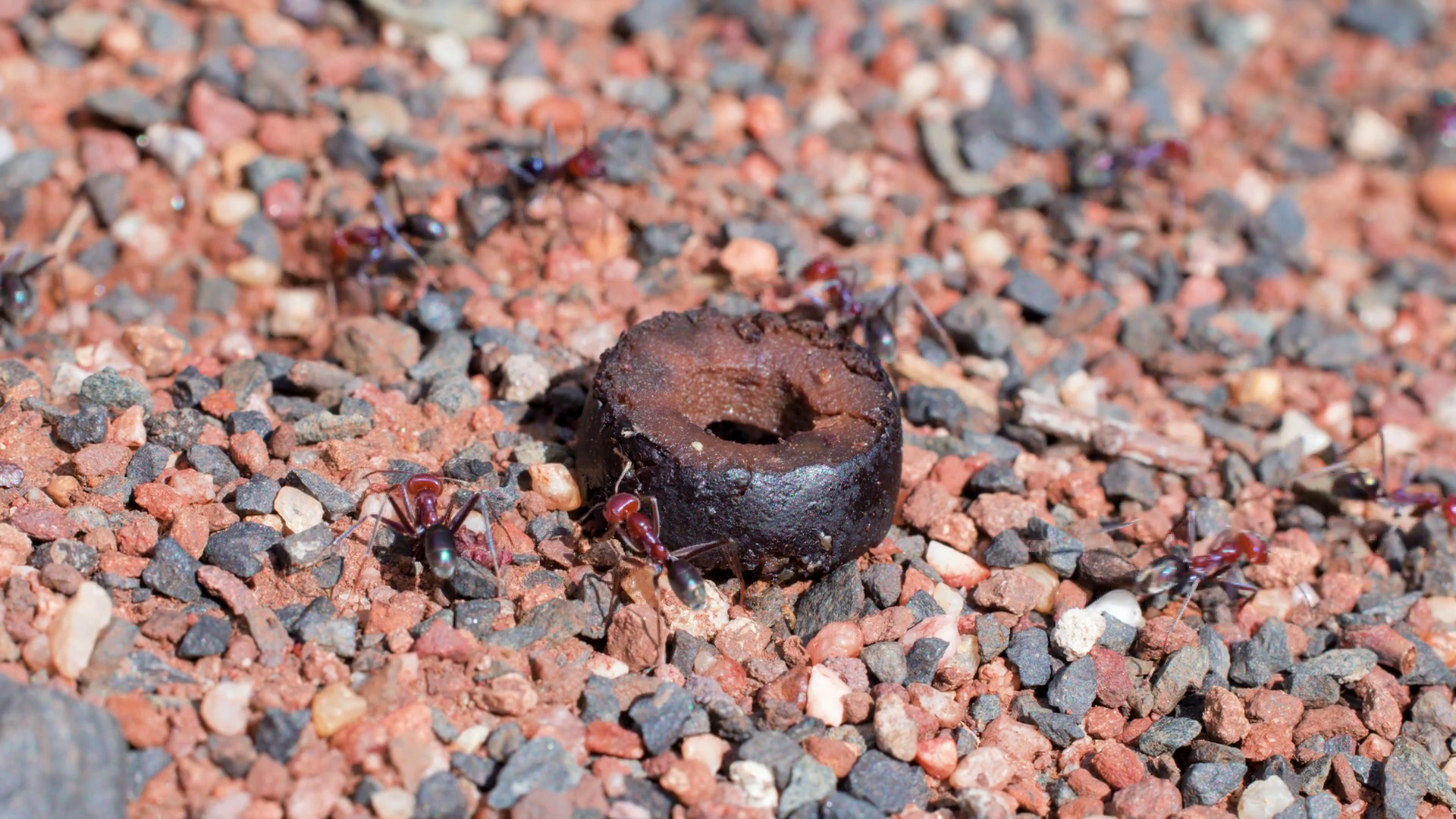 Australian Ants Swarm Feed On Olive In Stock Footage SBV-352648542 ...