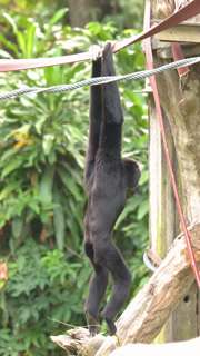 Black Gibbon Hanging from a Metal Bar in a Zoo Enclosure