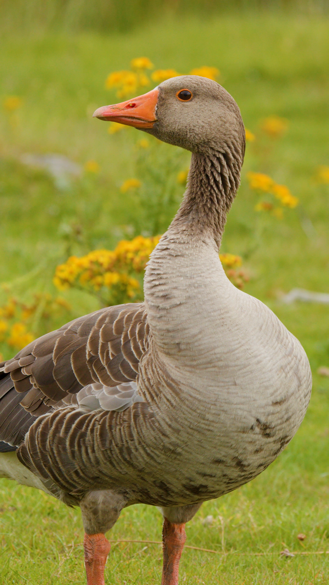 Greylag Goose Standing Alert In Lush Green Stock Footage SBV-353154356 ...