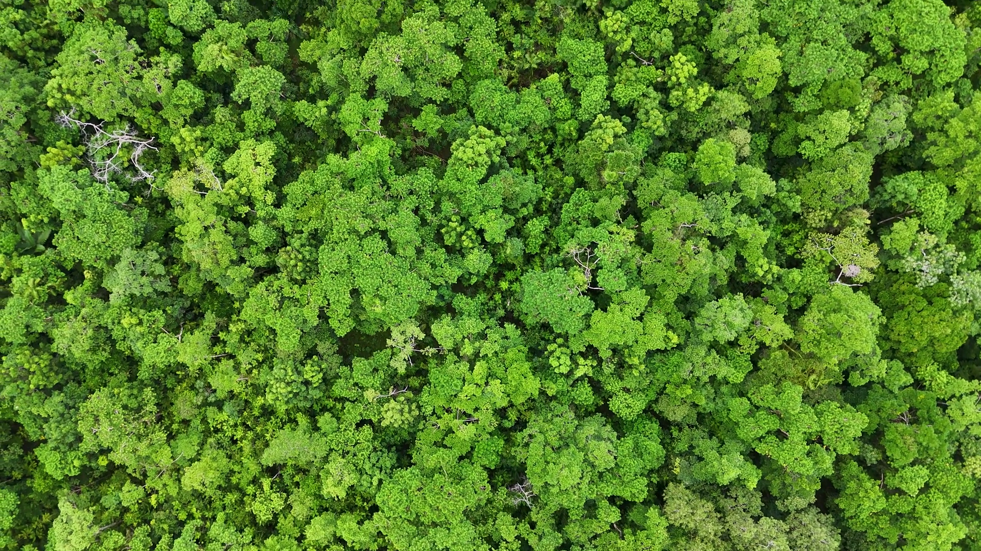 Aerial View Of Lush Rainforest Canopy In Stock Footage SBV-352448429 ...