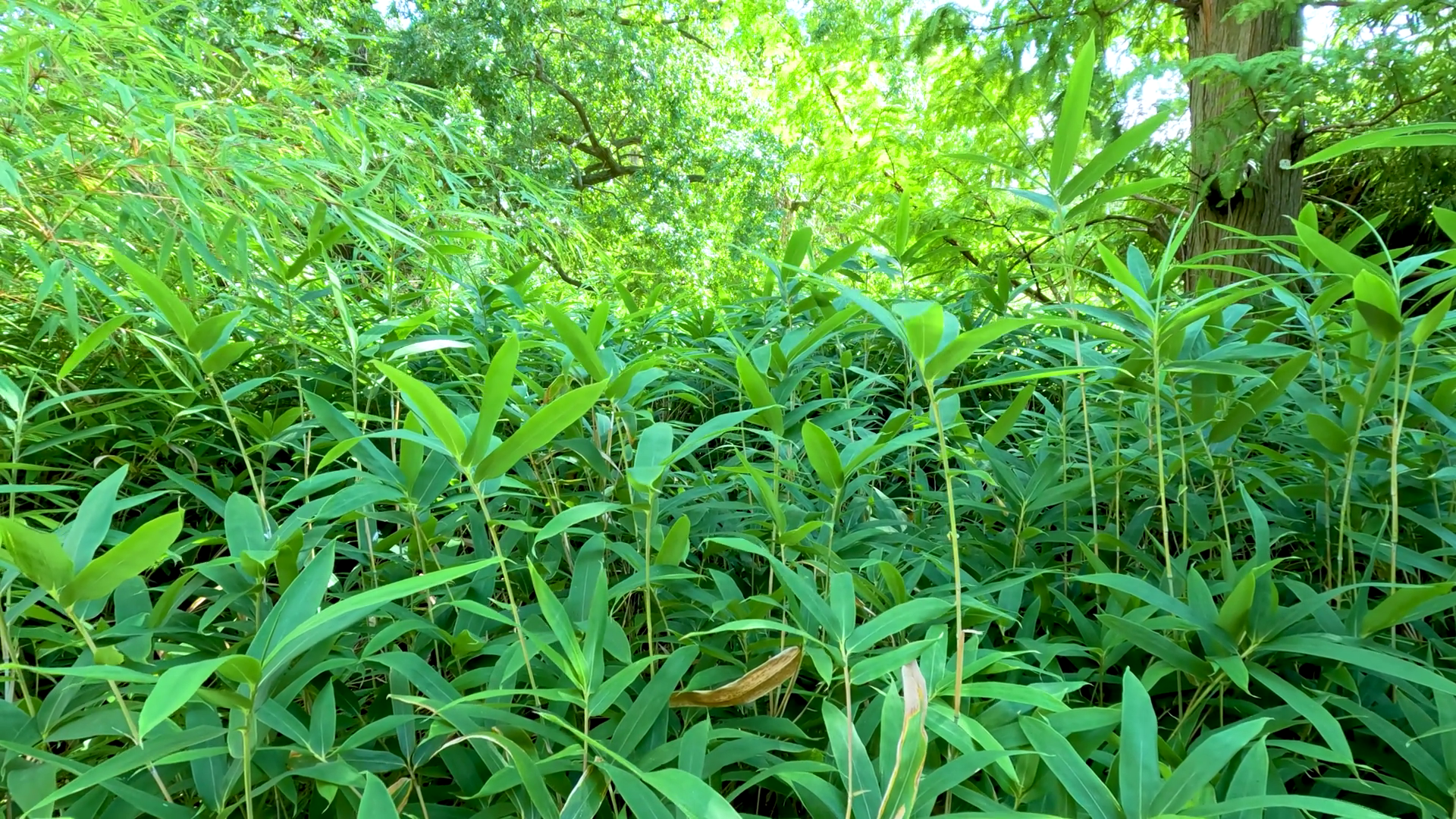 Lush Green Bamboo Plants In Berlin Park Stock Footage SBV-352660447 ...