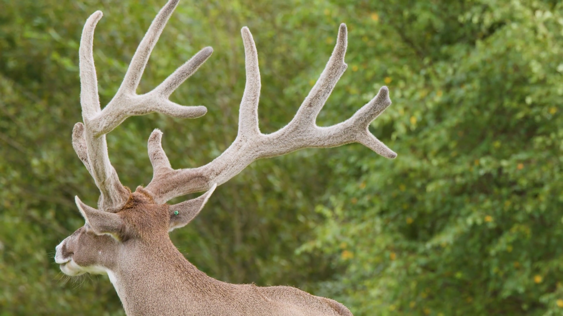 Resting Stag Turns Head In Scottish Stock Footage SBV-353196523 ...