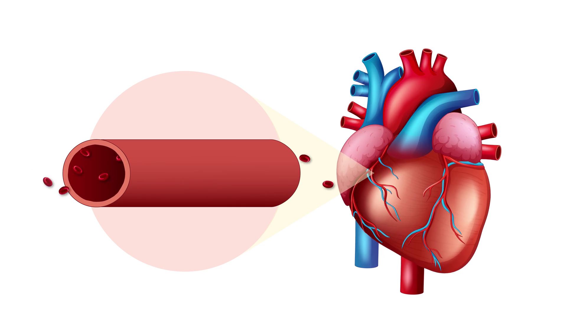 Heart Blood Vessel Animation On Hypertension Stock Footage SBV ...