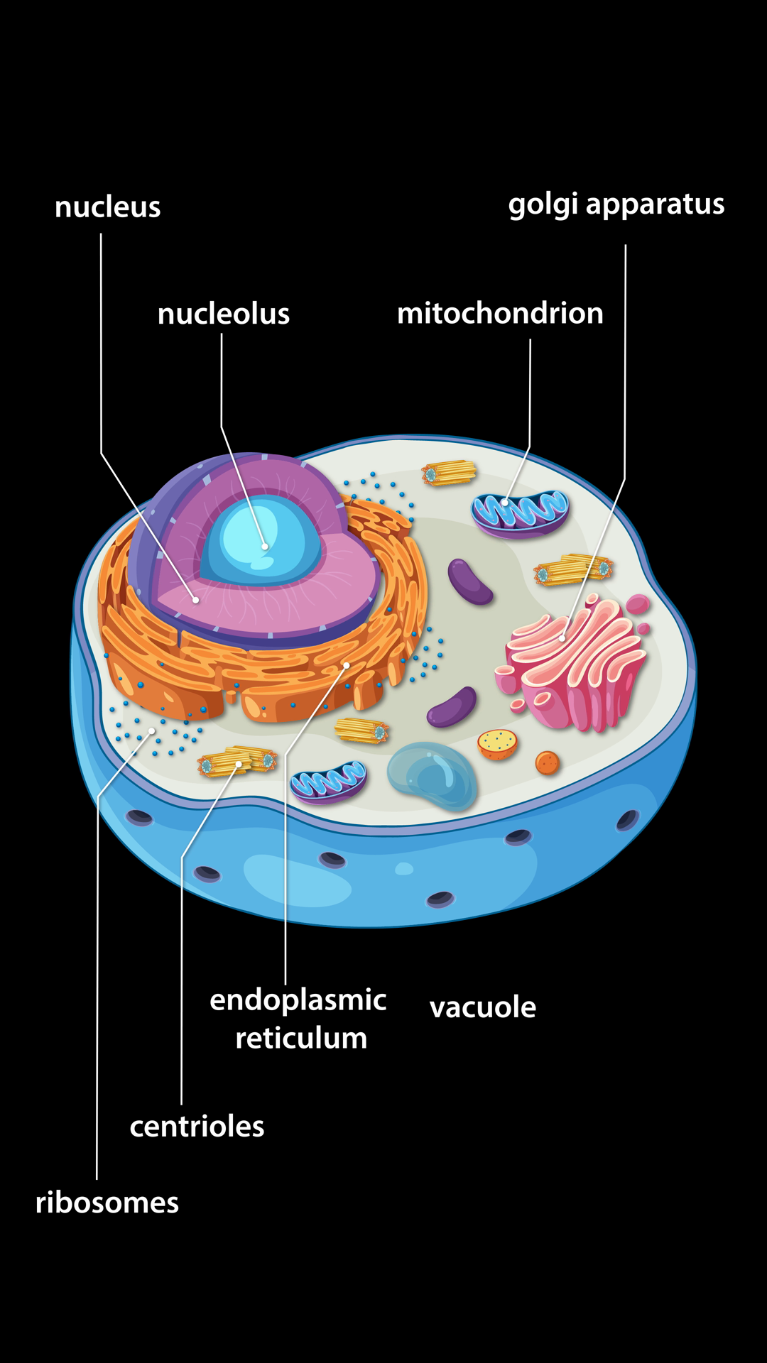 Detailed Animation Of Animal Cell Anatomy Stock Footage SBV-353135993 ...