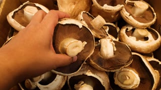 Selecting Mushrooms at Melbourne Market