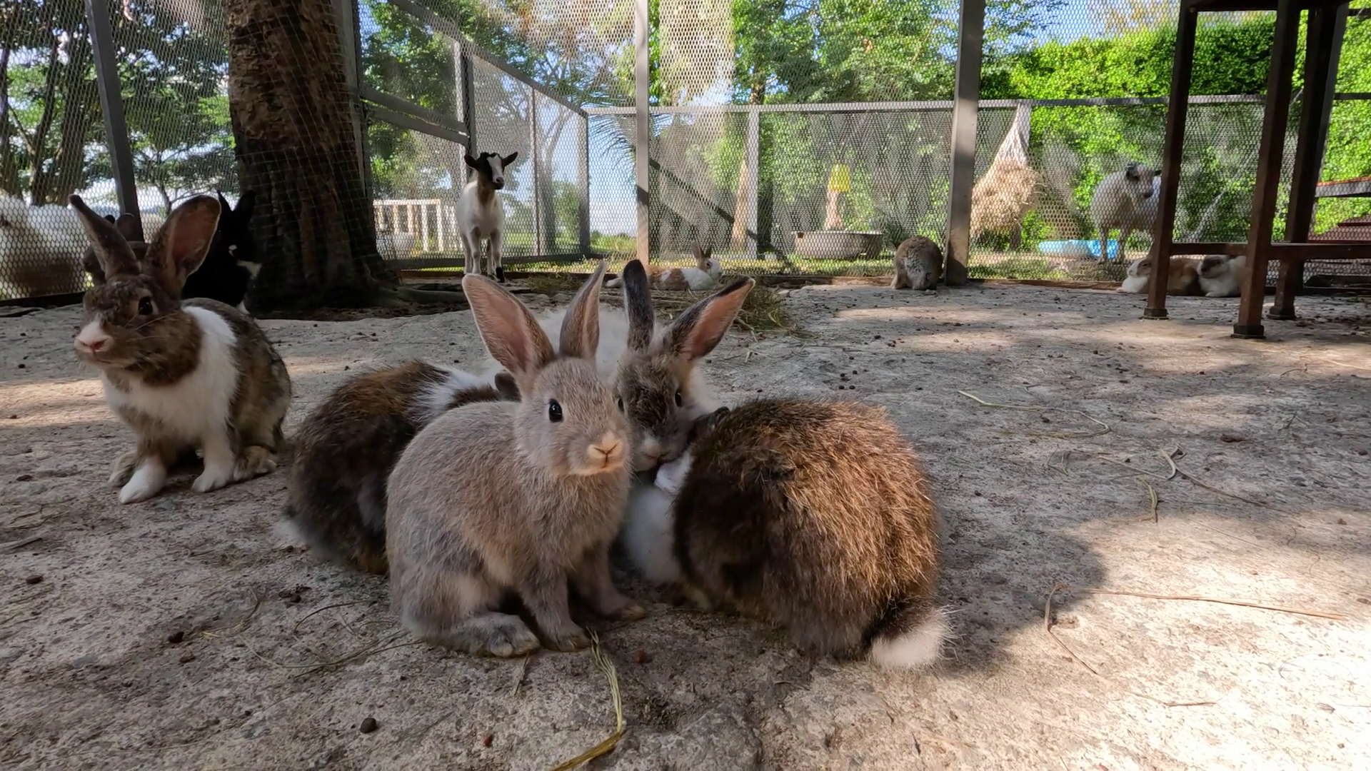 Rabbits In Thai Farm Setting Stock Footage SBV-352417375 - Storyblocks