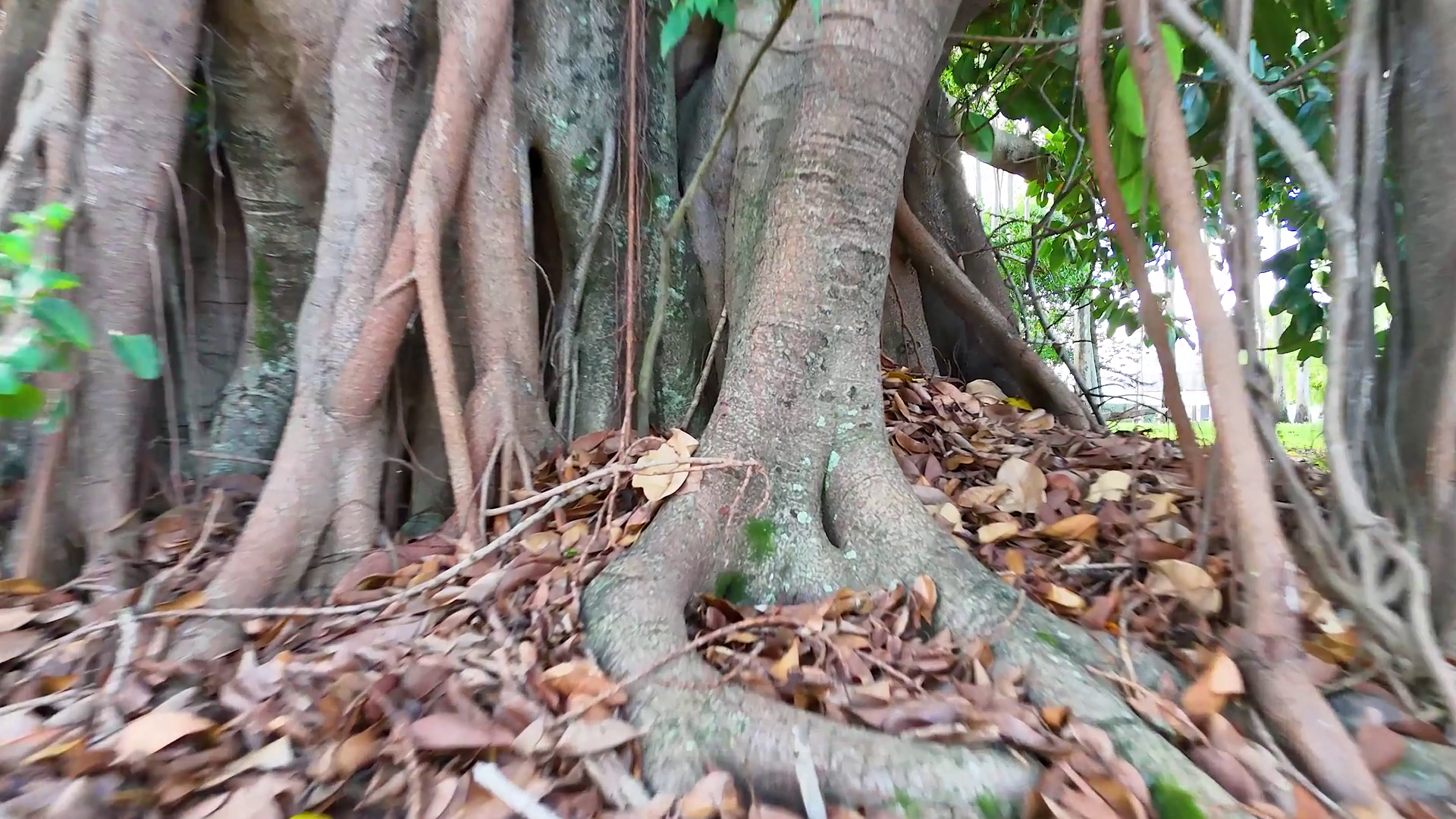 Banyan Tree In Gold Coast Parkland Stock Footage SBV-352458423 ...
