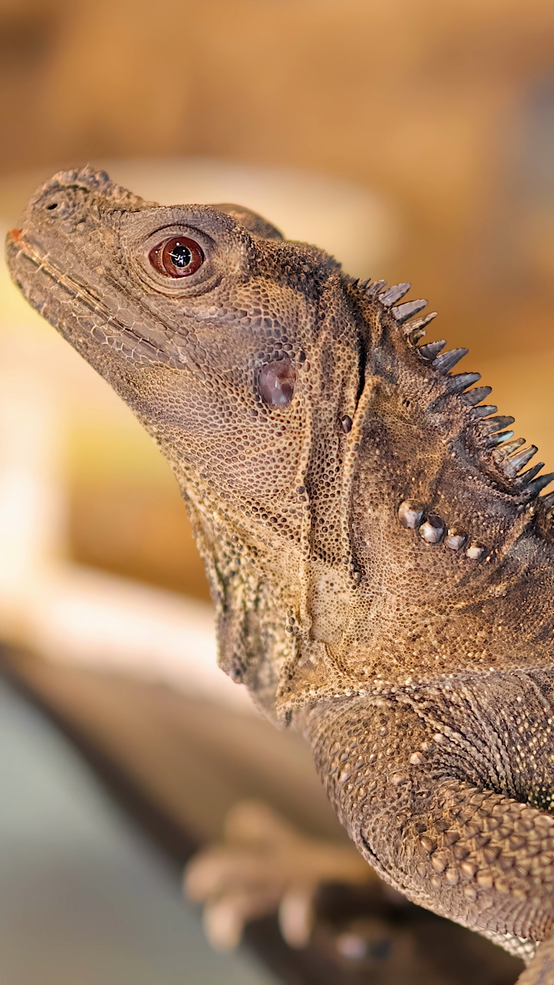 Philippine Sailfin Lizard Slowly Raises Head Stock Footage SBV ...