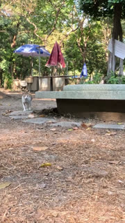 Cat Running Through a Park