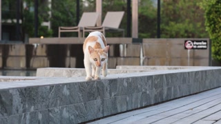 Cat Descending Outdoor Staircase