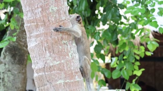 Monkey Climbing a Tree in Krabi