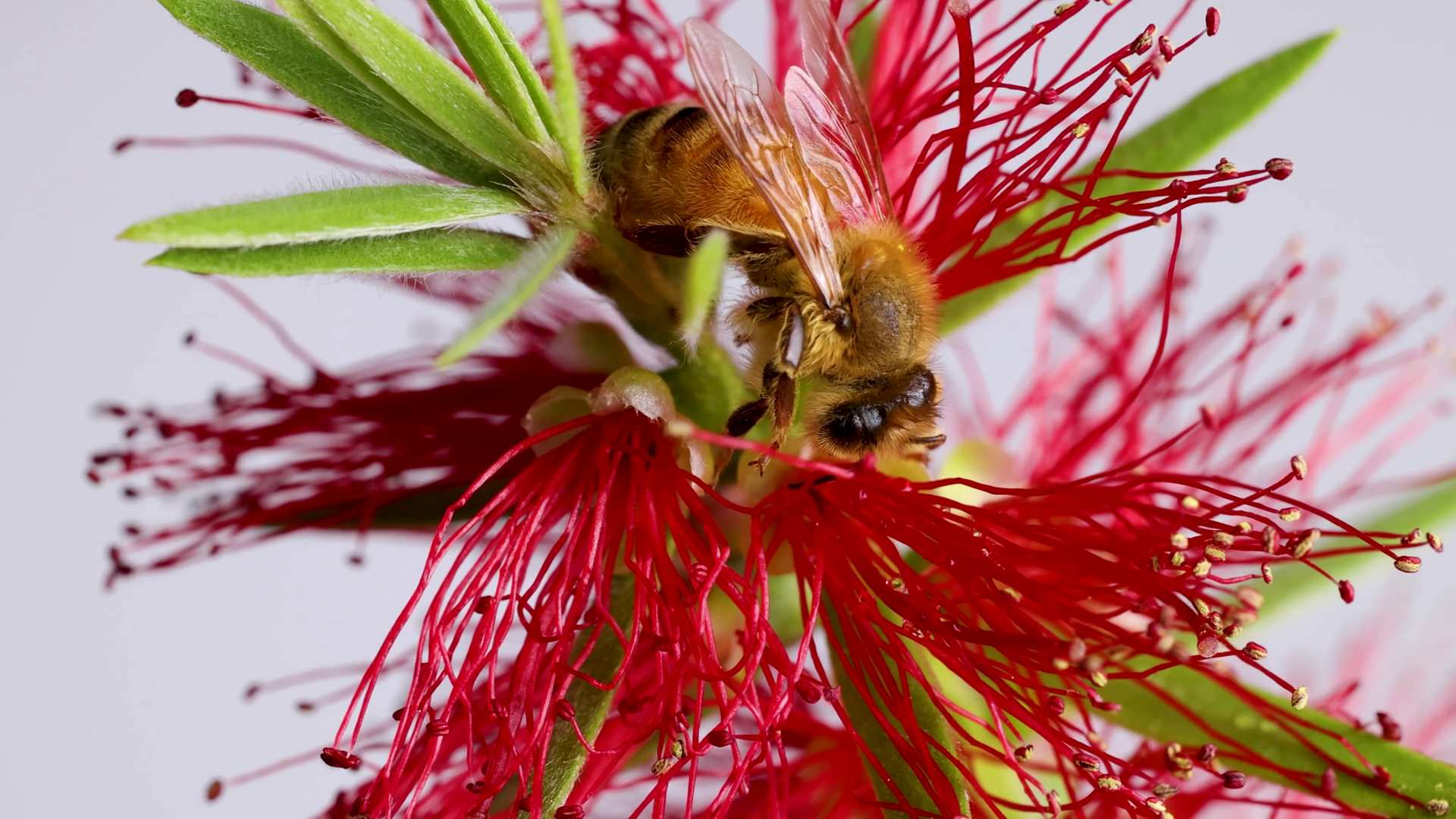 Honeybee Pollination On Vibrant Red Stock Footage SBV-352515906 ...