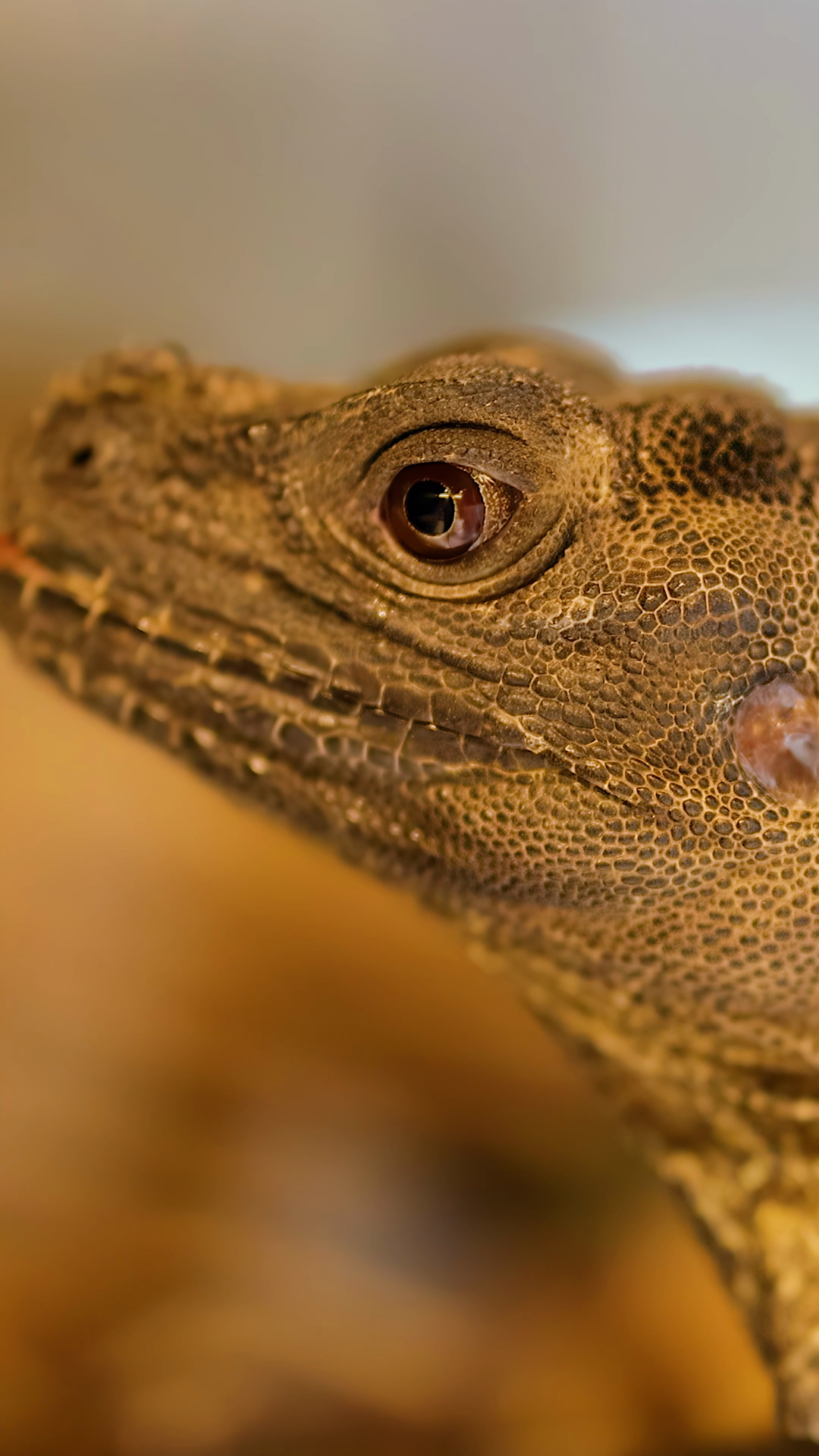 Philippine Sailfin Lizard Slowly Turning Stock Footage SBV-353069950 ...