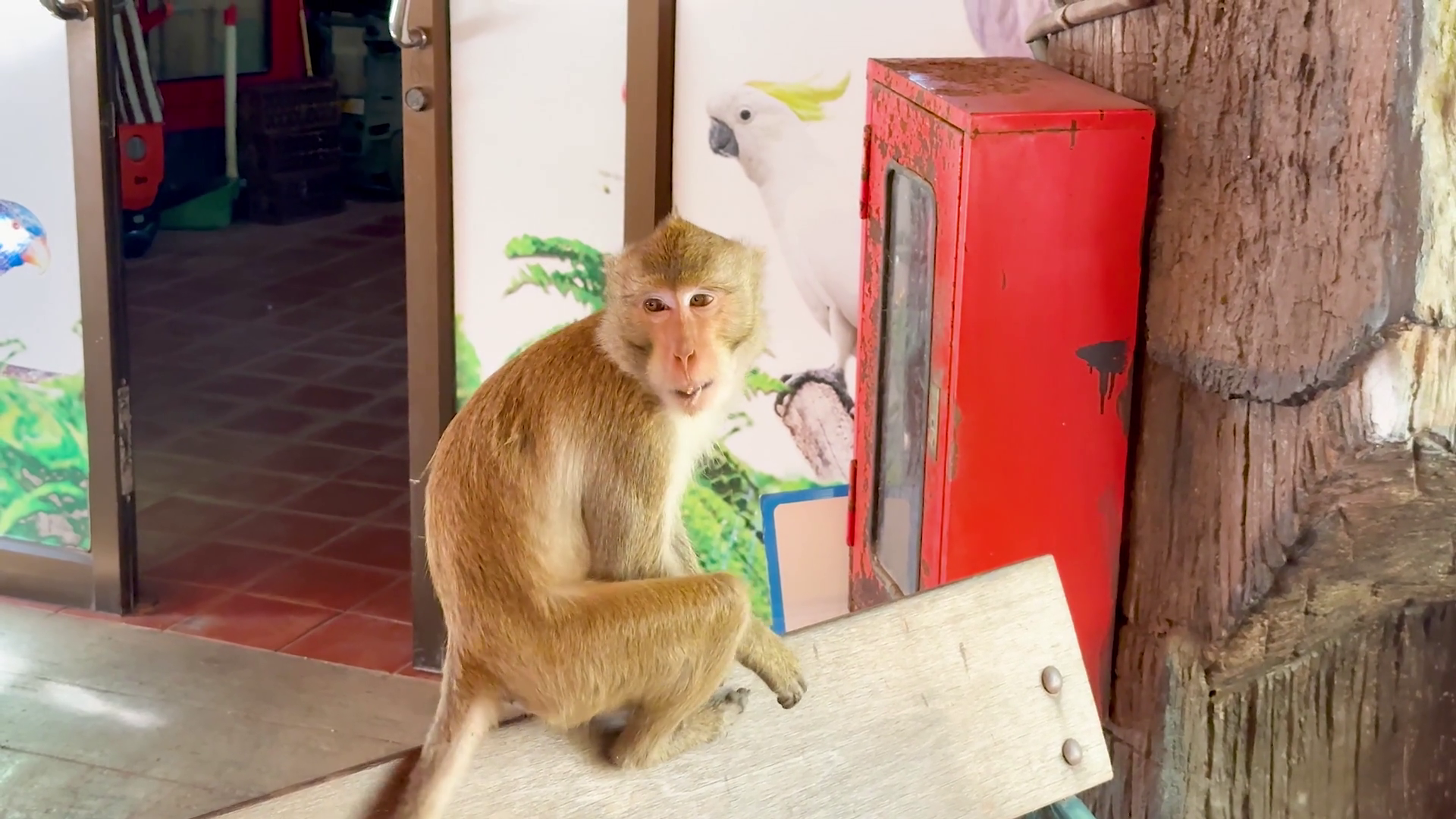 Monkey Observing Eating At Zoo Stock Footage SBV-352526548 - Storyblocks