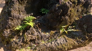 Sunlight Shifting on Forest Floor