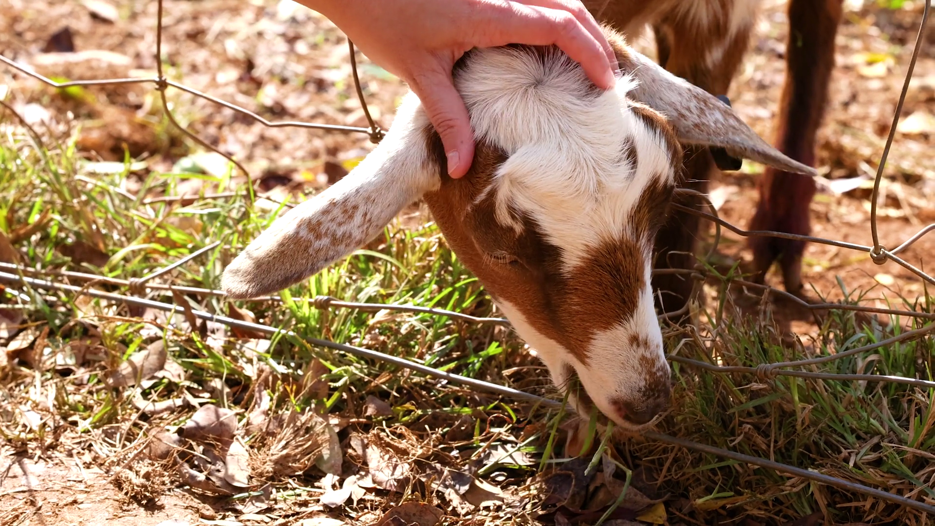 Goat Feeding Interaction At Byron Bay Farm Stock Footage SBV-352589376 ...