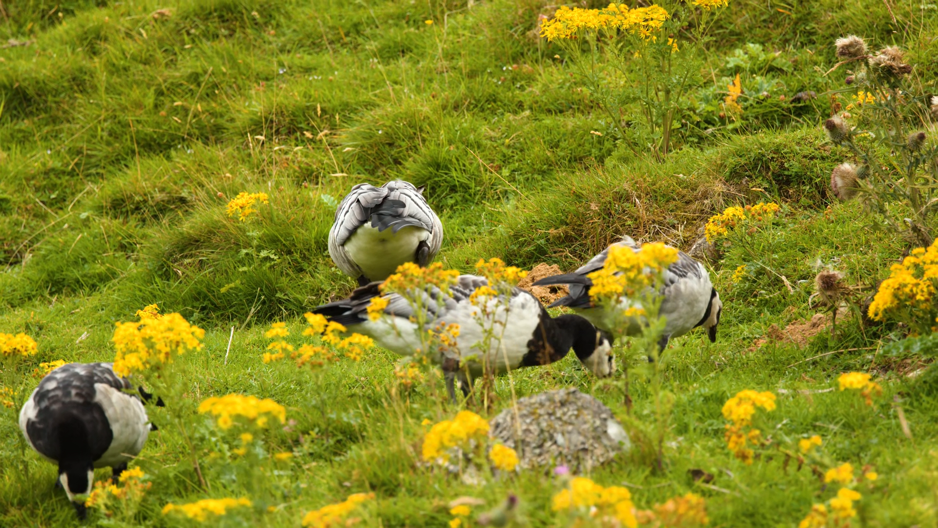 Barnacle Geese Grazing In Scottish Highland Stock Footage SBV-353505620 ...