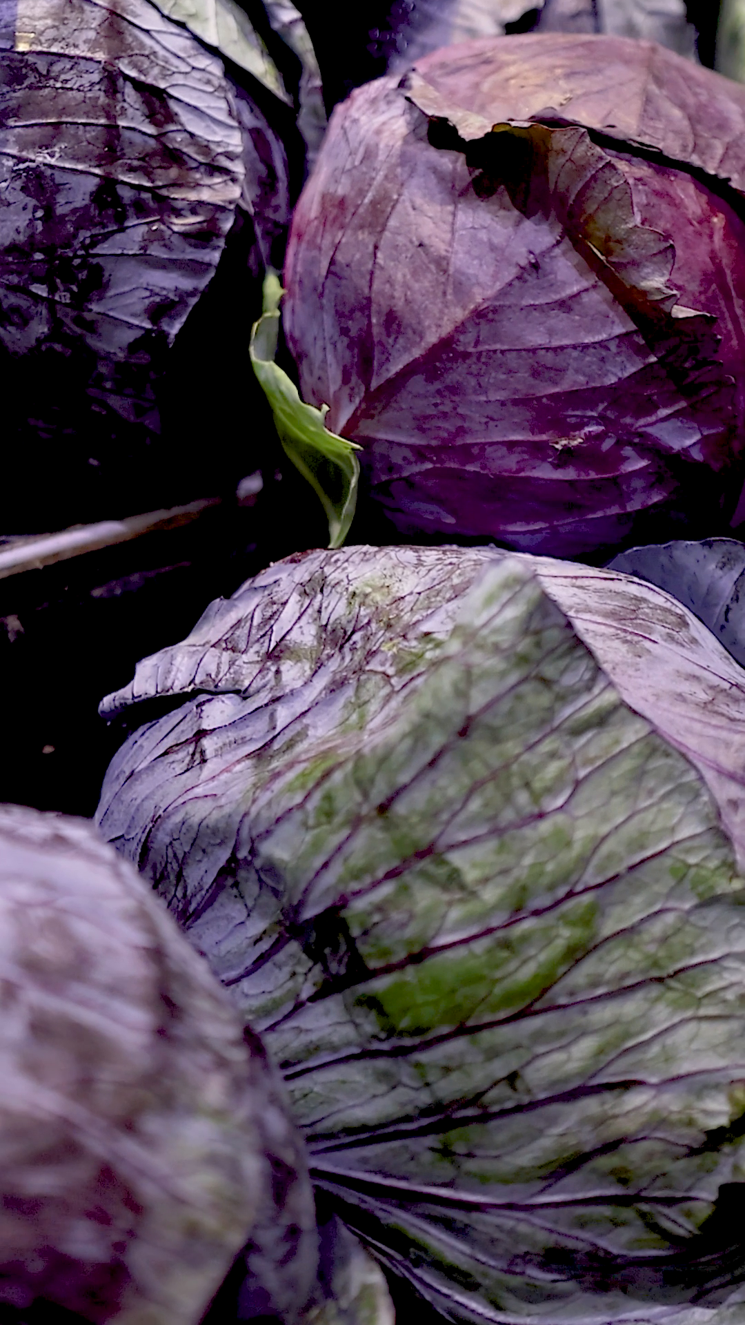 Red Cabbage Display At Gold Coast Supermarket Stock Footage SBV ...