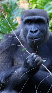 Vertical Portrait of a Gorilla Eating Leaves in Lush Greenery