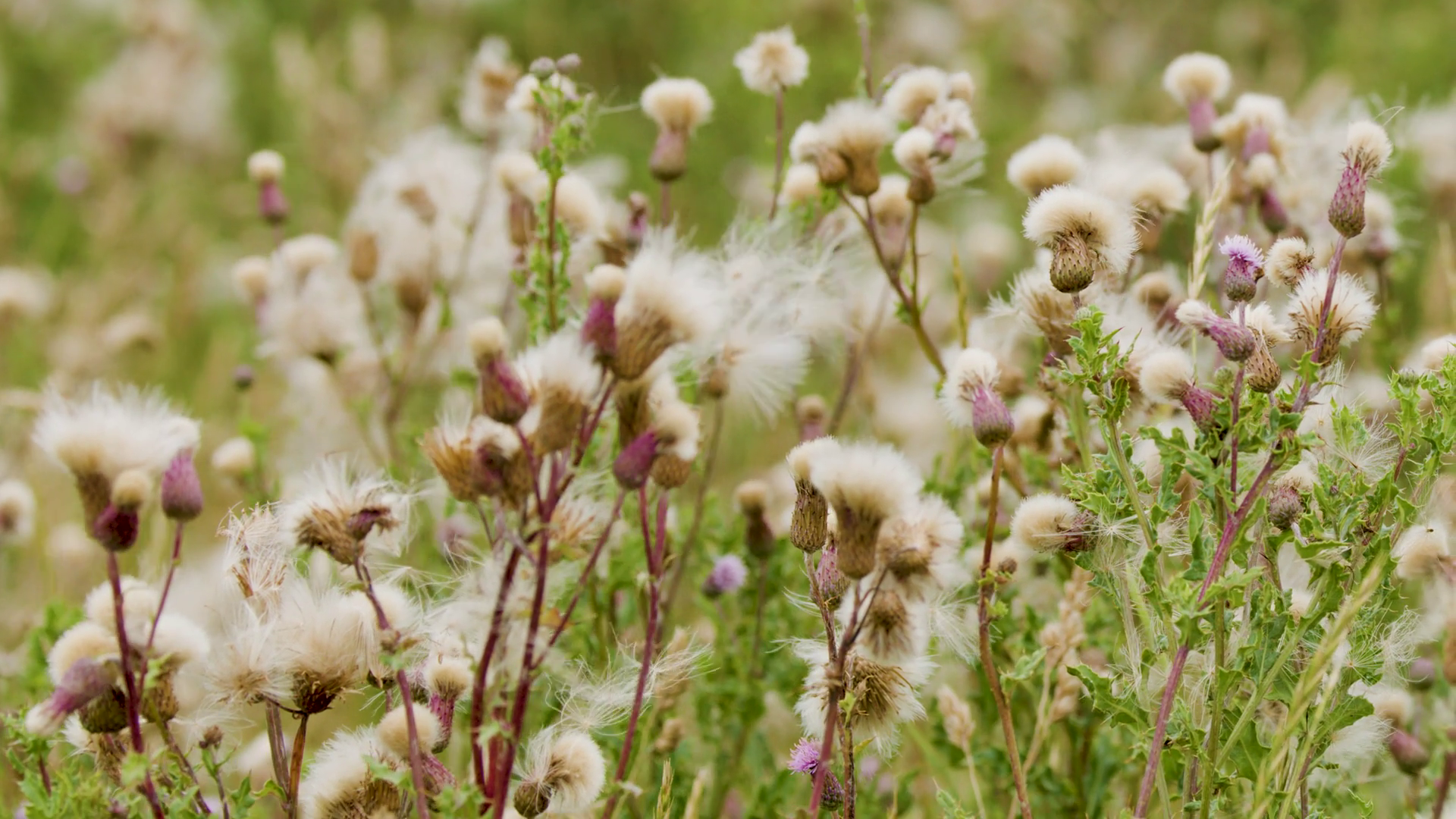 Thistle Seeds Dispersing In Scottish Stock Footage SBV-352655704 ...