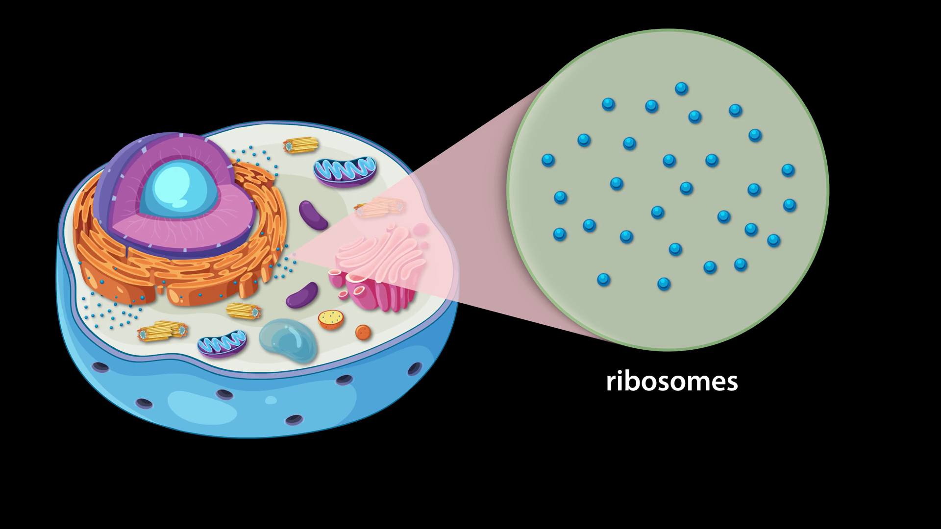 Animated Exploration Of Animal Cell Stock Footage SBV-352519612 ...