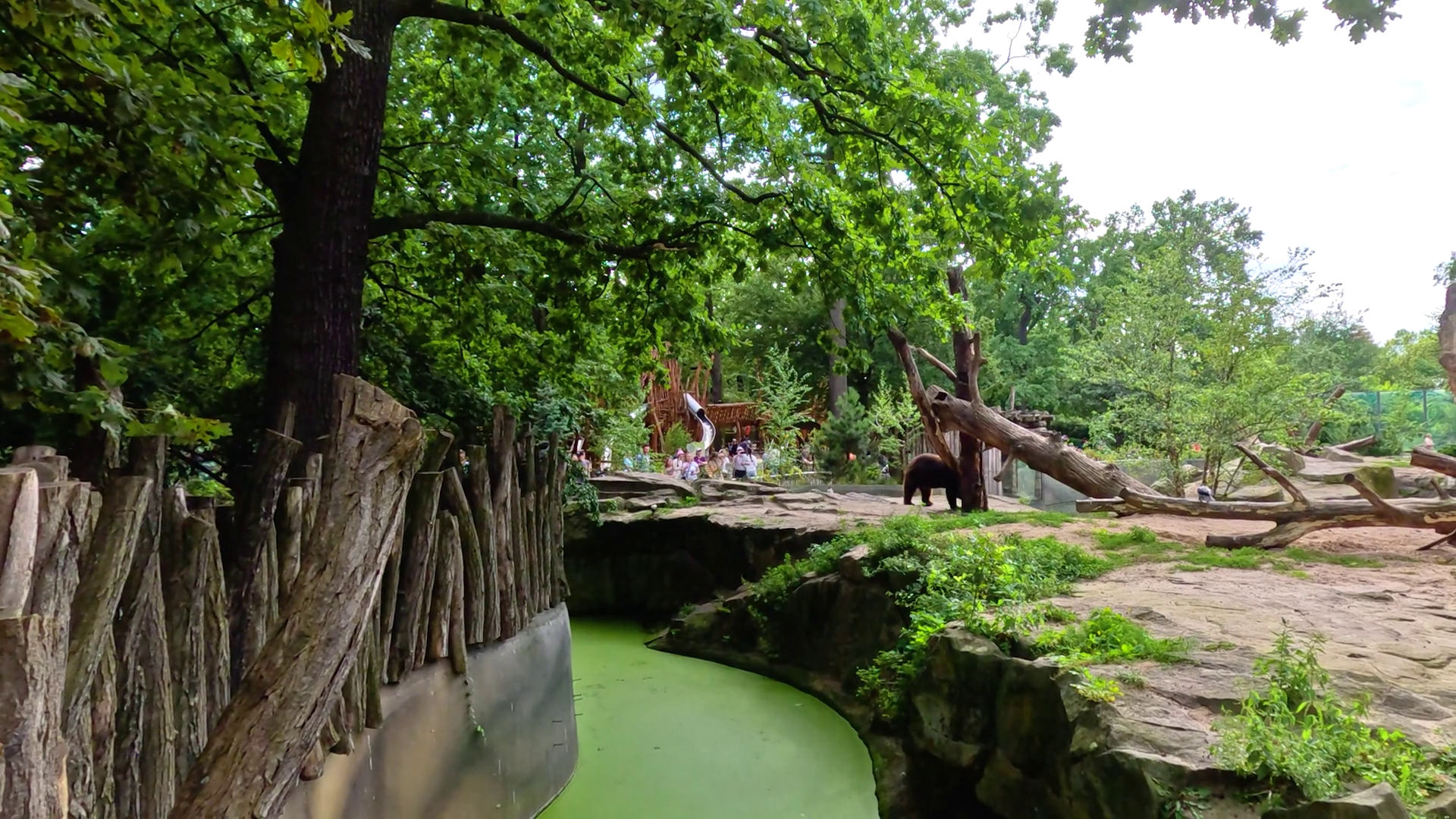 Brown Bear Walking In Outdoor Zoo Enclosure Stock Footage SBV-352661054 ...