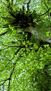 Lush Canopy View in Dorrigo Mountain Forest