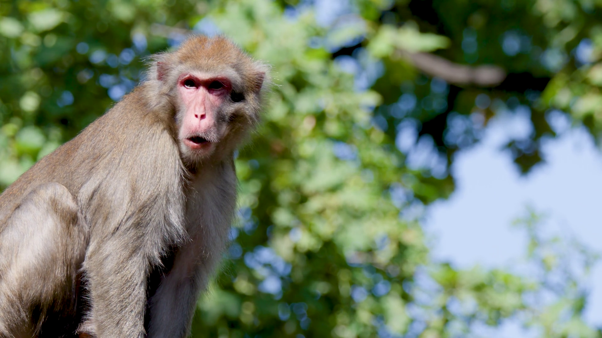 Rhesus Macaque Sitting On Log In Sunlit Stock Footage SBV-353196021 ...