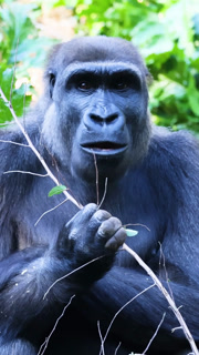 Vertical Close Up of a Gorilla Holding a Branch and Eating