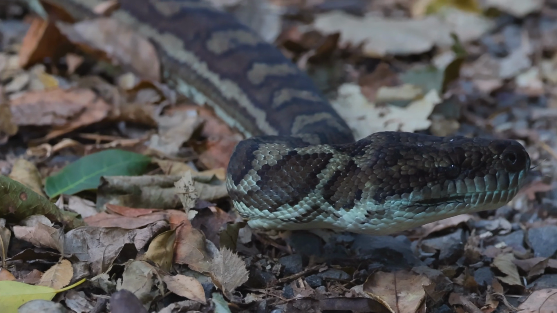 Close Up Of Python Slithering Across Dry Stock Footage SBV-353739337 ...