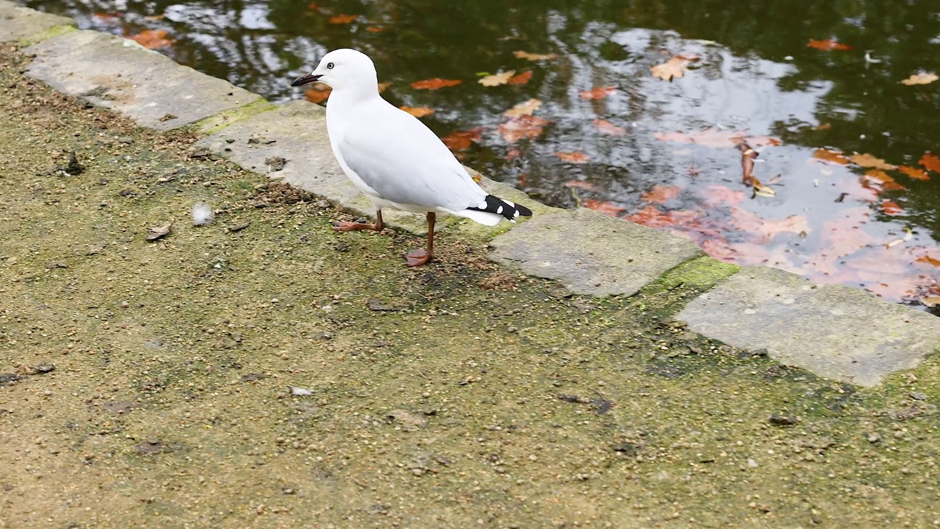 Red-billed Gull Water Stock Footage SBV-352803638 - Storyblocks