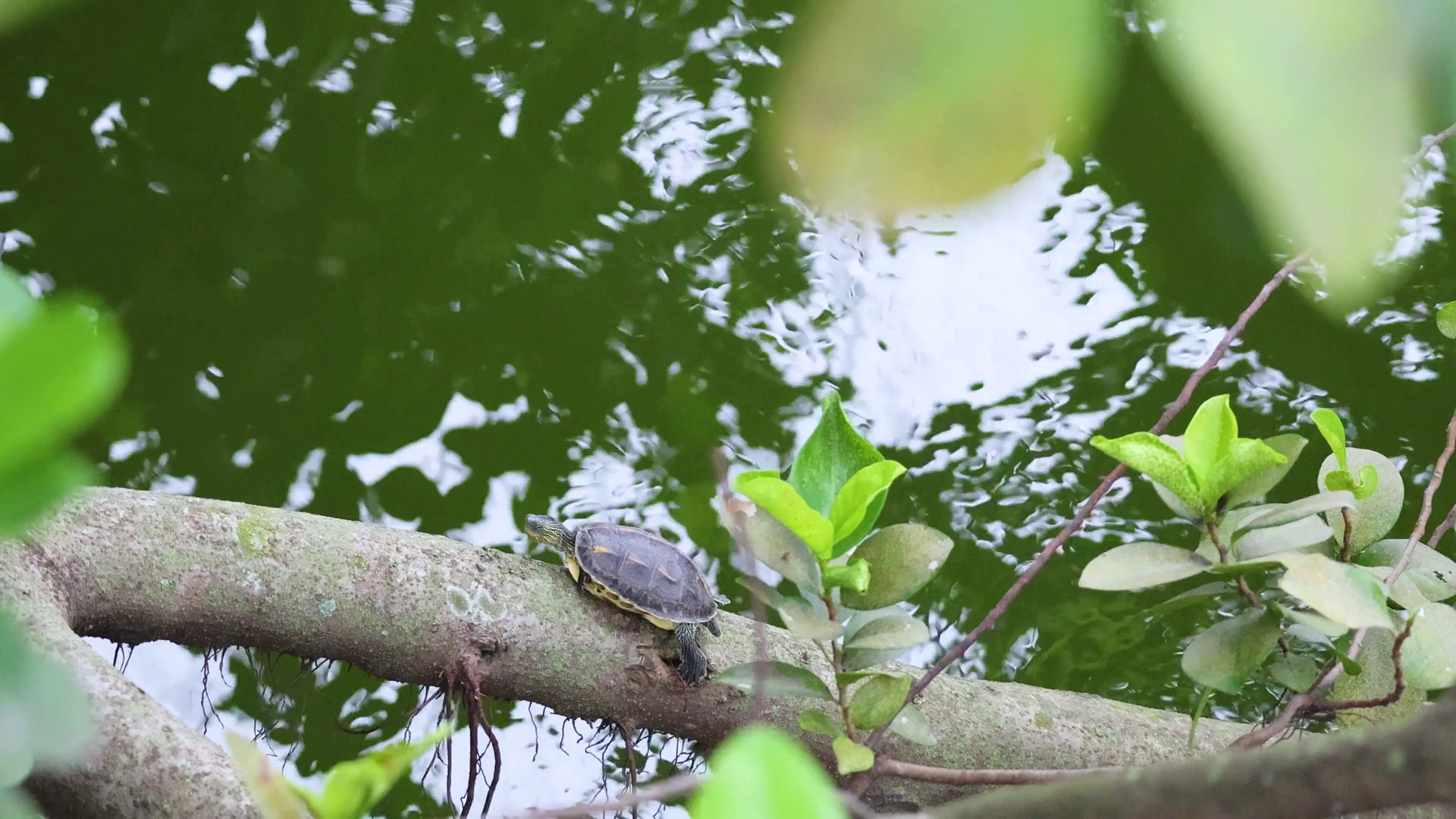 Turtle Leaves Branch Water Stock Footage SBV-352917969 - Storyblocks
