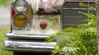 Rusty Car Hidden by Ferns