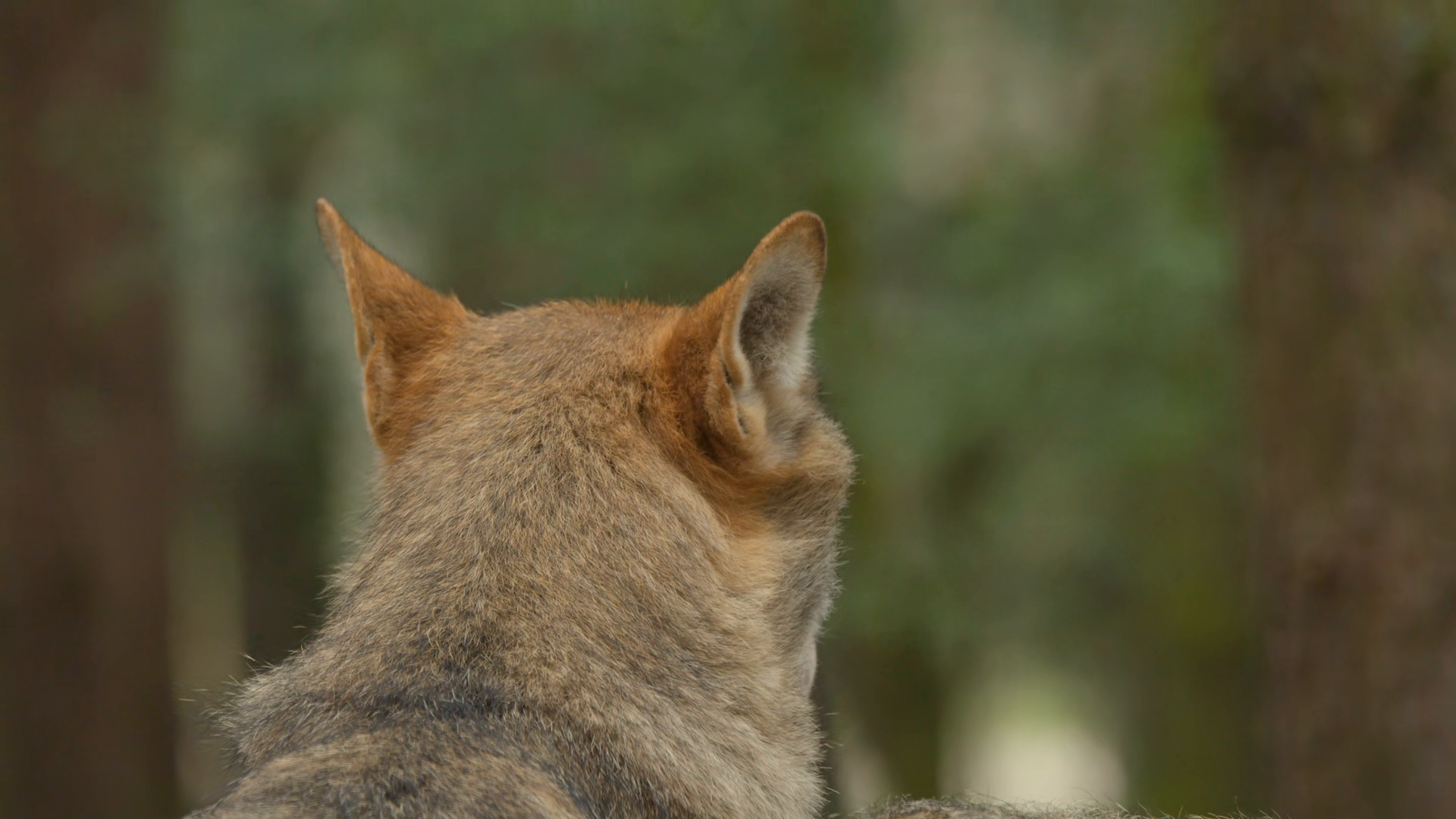Wolf Listening Observing In Scottish Stock Footage SBV-353554158 ...
