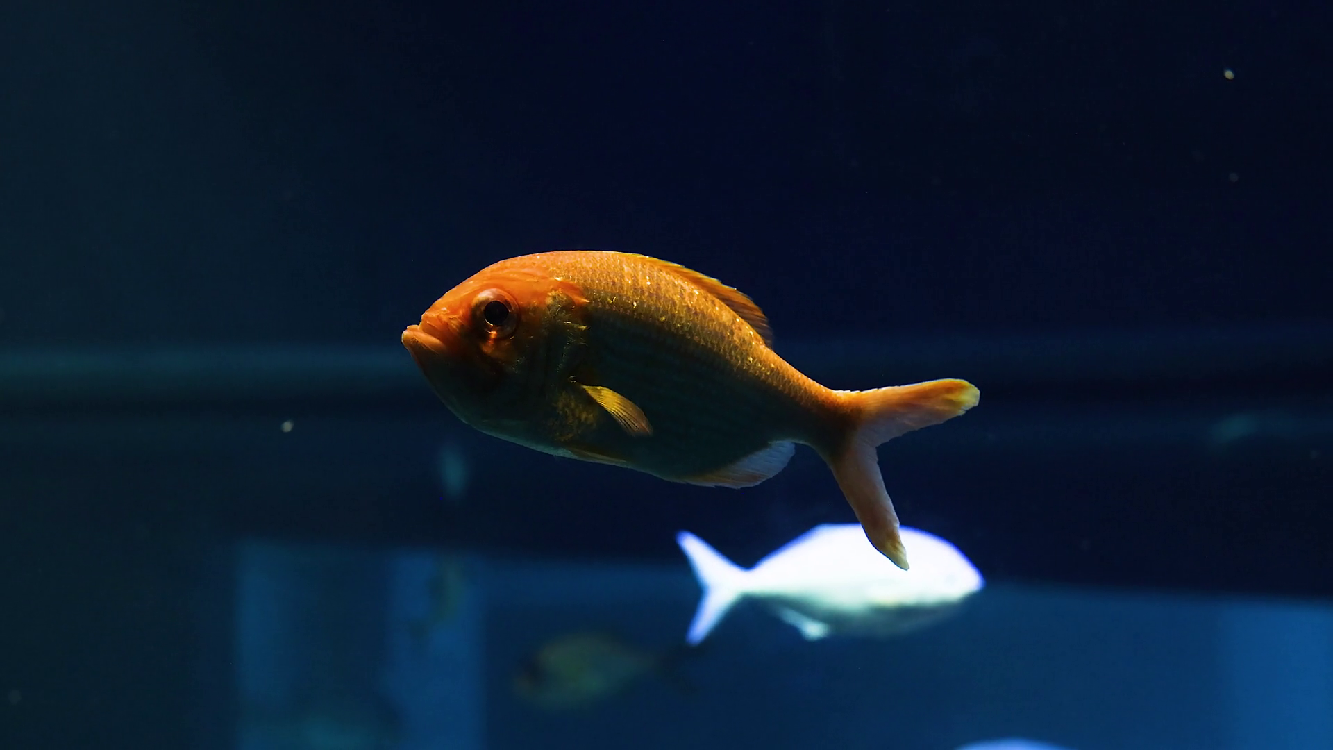 Aquatic Dance Of Two Fish Species Stock Footage SBV-352837489 - Storyblocks