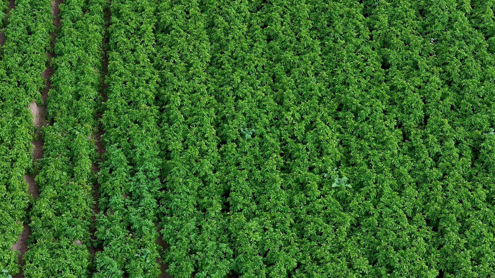 Aerial View Of Lush Green Farmland Rows In Stock Footage SBV-352595036 ...