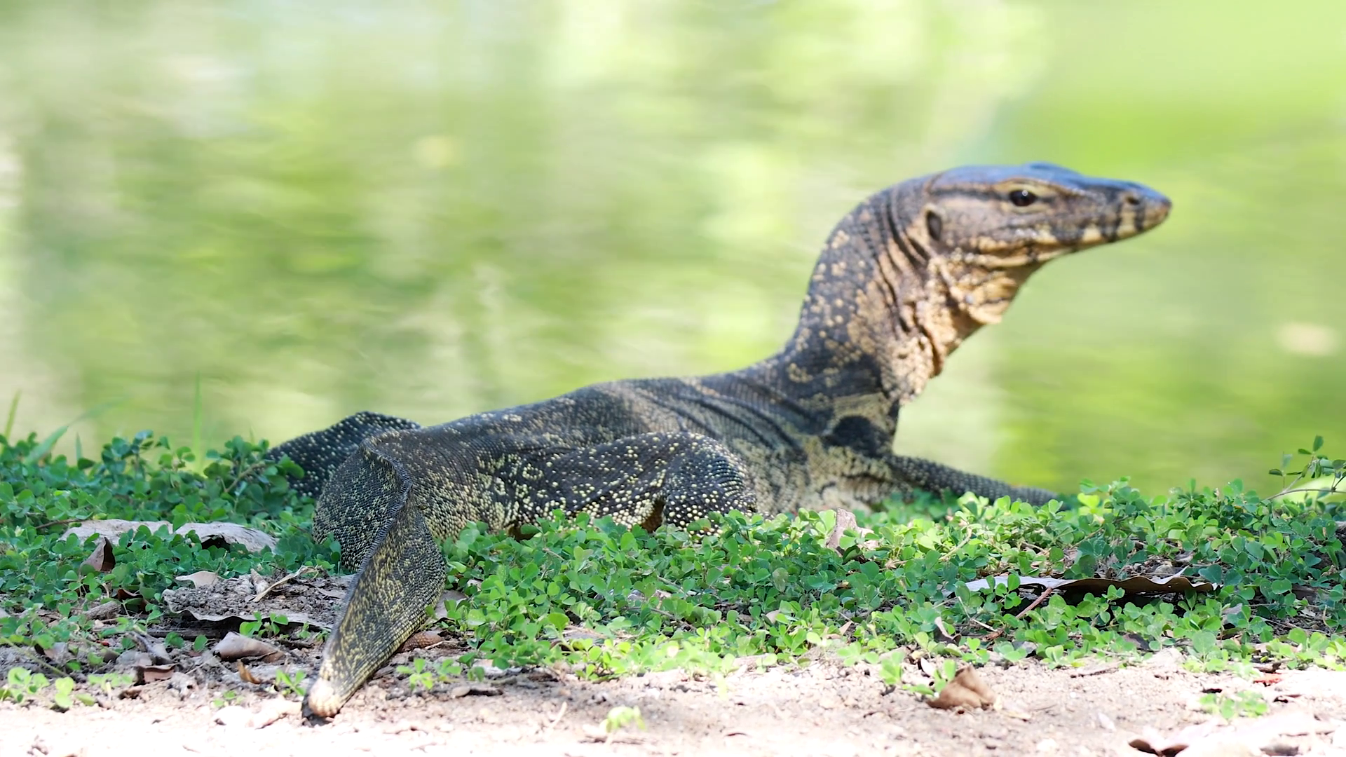 Monitor Lizard In Bangkok Park Stock Footage SBV-352741216 - Storyblocks