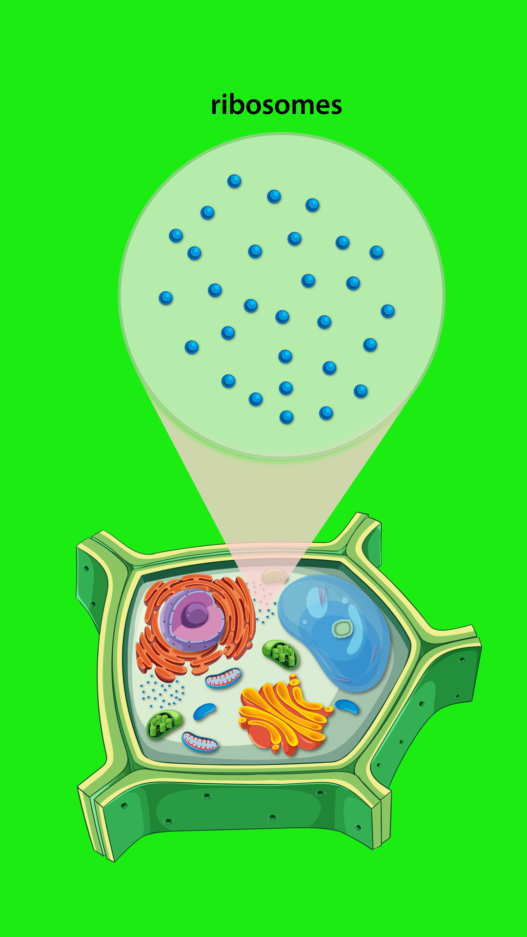 Plant Cell Anatomy With Ribosome Focus Stock Footage SBV-353054732 ...