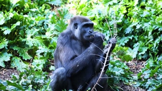 Gorilla Eating Branch in Melbourne