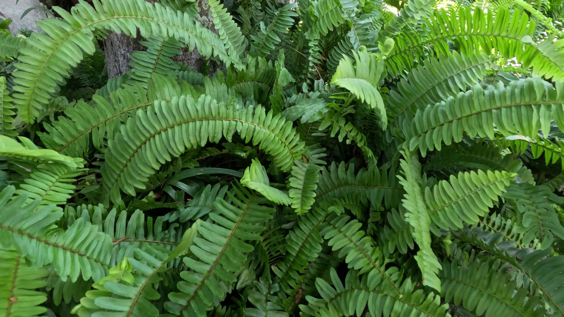 Lush Green Ferns In Nature Stock Footage SBV-352441611 - Storyblocks
