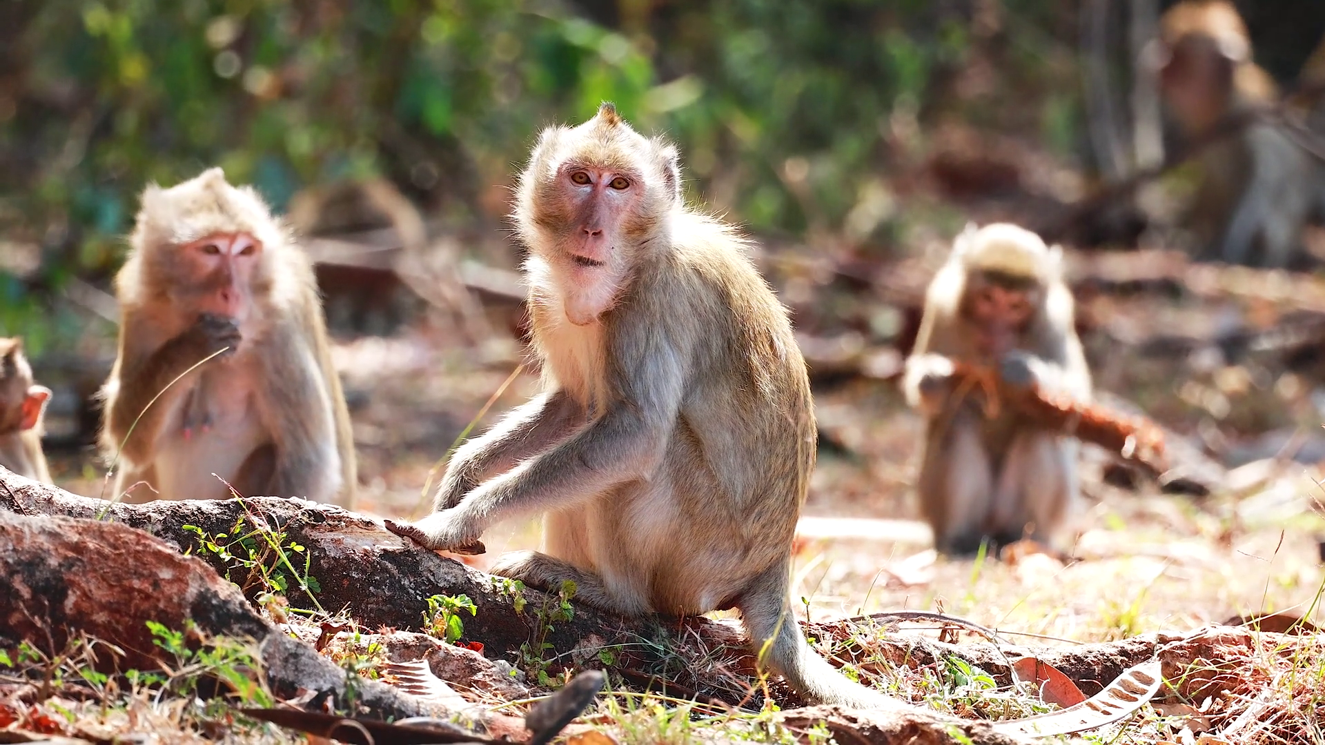Monkeys Interacting In Khao Yai Forest Stock Footage SBV-352726851 ...