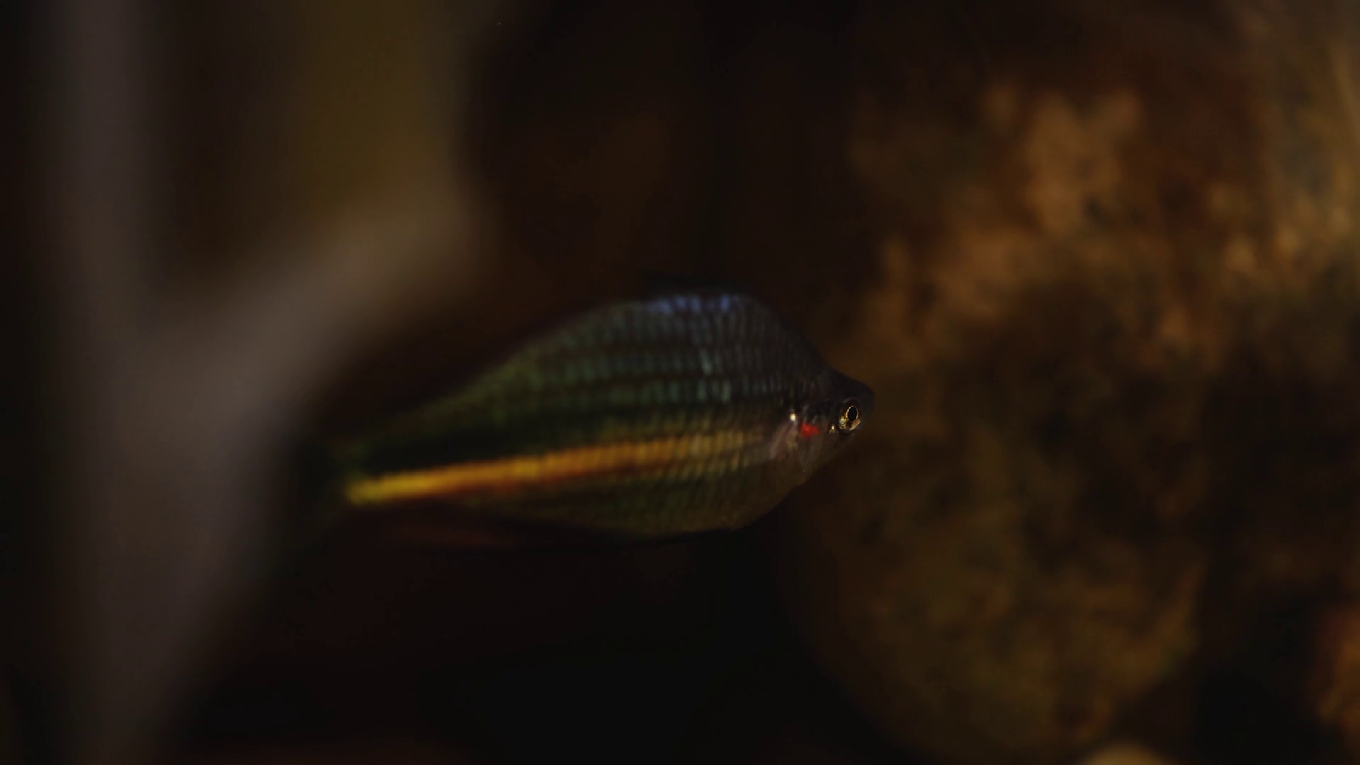Fish Swimming In Natural Habitat Stock Footage SBV-352716629 - Storyblocks