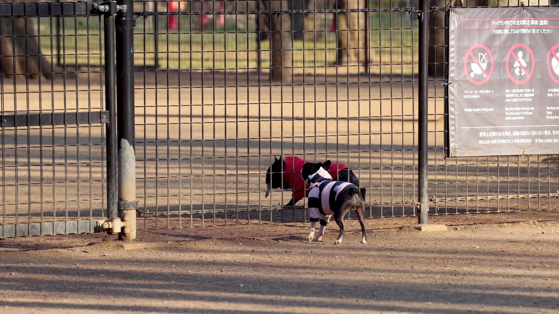 Dog Race In Fenced Track Stock Footage SBV-352417227 - Storyblocks