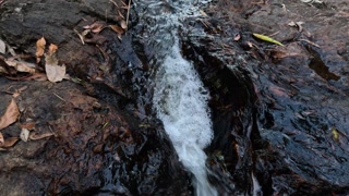 Flowing Stream in Springbrook, QLD