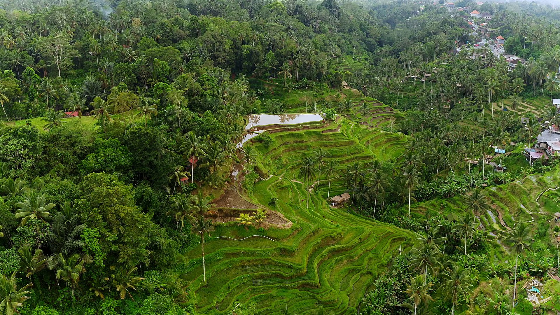 Aerial View Of Green Rice Terraces In Bali Stock Footage SBV-353244751 ...