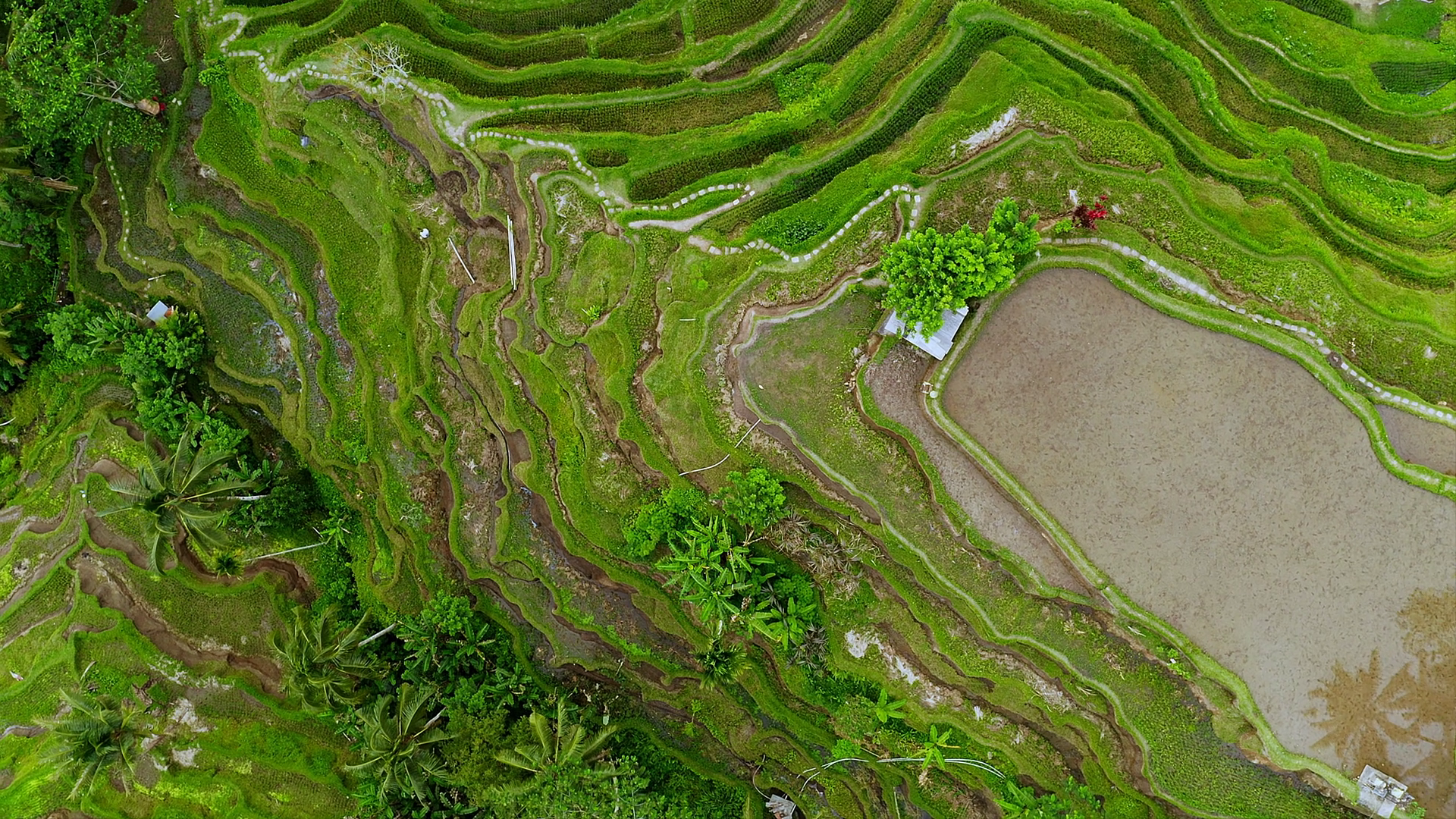 Aerial View Of Rice Terraces With Central Stock Footage SBV-353244874 ...